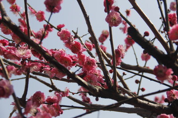 Cherry Blossom isolated in sky