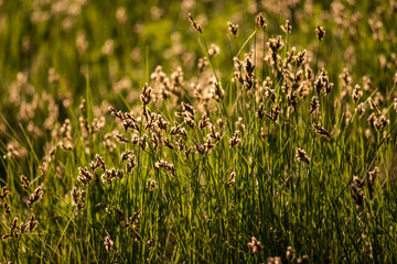 Natural background with a view of green lush grass on the lawn