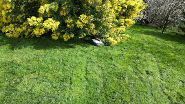 Robot tondeuse sort de sous le mimosa