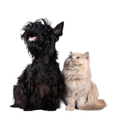 Scottish Terrier and British Longhair cat and dog sitting beside each other. Looking up, above and away from camera. Isolated cutout on a transparent background.