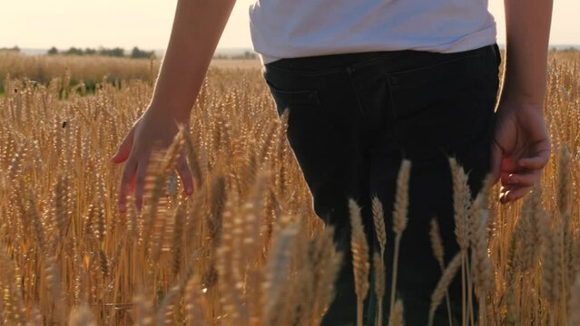 Male teen walking at autumn wheat field natural sunlight sky horizon landscape closeup back view. Boy adolescent touching dry rye stems with seeds sunny fall countryside nature scenery going outdoor