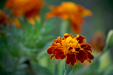 Close up shot of an orange marigold flower