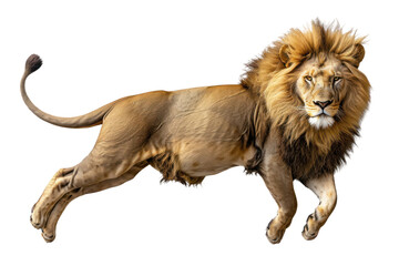 Top view lying lion isolated on white or transparent background, png clipart, design element. Easy...