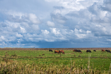 Rinder auf einer Weide hinter dem Deich an der Nordseeküste in Nordfriesland Spaziergänger auf dem Deich
