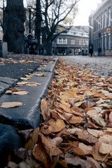 Dead withered brown leaves fallen on the ground in the big city viewed from a low viewpoint.