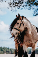 Buckskin Gypsy cob stallion with medieval bridle against a cloudy background