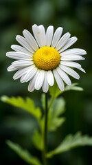 Obraz premium Close-up of a white daisy flower with a yellow center and white petals