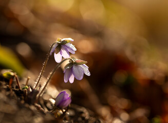 Wiosenne kwiaty. Przylaszczka pospolita. Hepatica nobilis. 