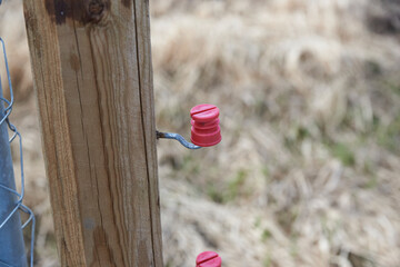 Isolator in Pink von einem Elektrozaun