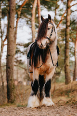 Full body shot of Gypsy cob stallion with buckskin coat and medieval / baroque bridle and saddle