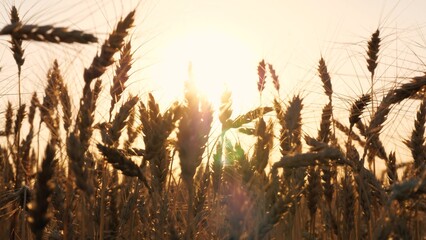 Dry yellow wheat field autumn seasonal landscape with bright sun light sunset sunrise sky closeup....