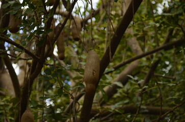 Variety of seed pods of the Kigelia africana. Sausage tree fruit