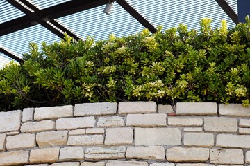 A hedge with Pittosporum tobira bushes growing on a stone terrace