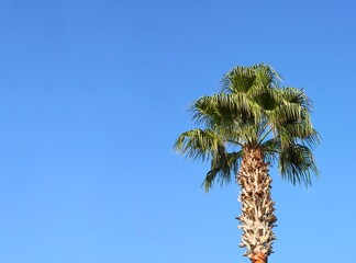 A top of a palm tree against a blue sky.
