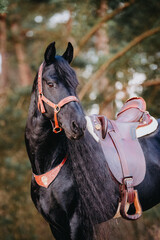 Beautiful black Friesian mare with baroque halter, neckrope and saddle and long manes in the forest