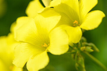 yellow flowers like bells close up 2