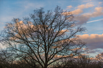 Fototapeta na wymiar Silhouette kahler Baum vor blauem Himmel mit rosafarbenen Wolken