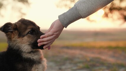 Puppy licks hand of owner, in outdoors. Man feeds dog, dog licks his hand. Concept of animals and...