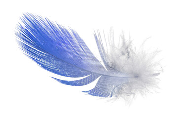isolated on white blue parrot small feather