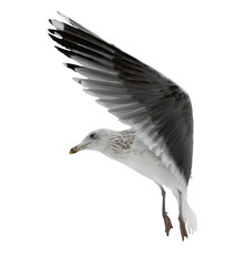 European herring large young gull in free flight
