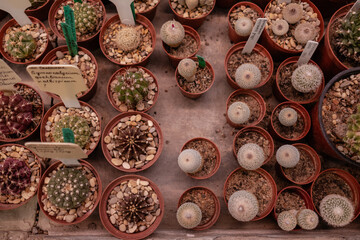 Cacti in a greenhouse in pots