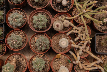 Cacti in a greenhouse in pots