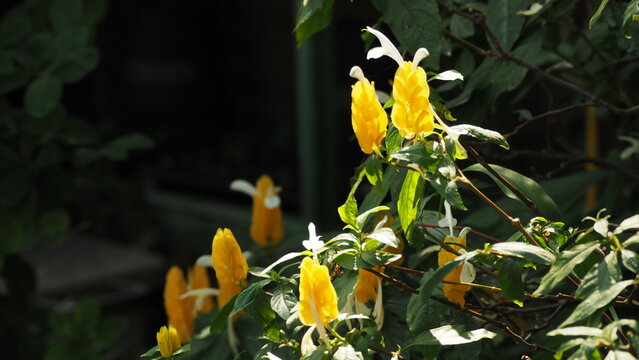  Pachystachys Lutea (Lollypops) (golden shrimp plant) with bright-yellow bracts from which tubular white flowers protrude, with dark bokeh background