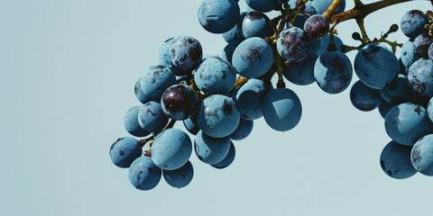 Ripe Grapes Clusters isolated on flat background with copy space. Detailed close-up of grape bunches on the vine, ready for harvest. - obrazy, fototapety, plakaty