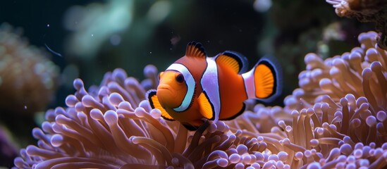 Naklejka na ściany i meble Colorful anemone clown fish swimming in vibrant anemone reef habitat