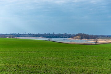 green field of winter wheat on the plain of southern Russia and the bend of the Zelenchuk river with its banks. overgrown with mouse on a cloudy day in January