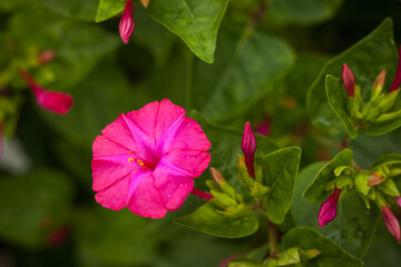 Phlox among the plants in the garden. Small depth of field