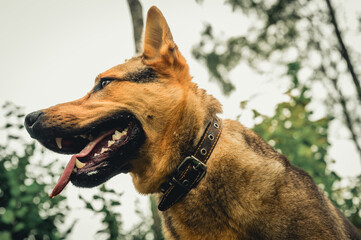 Mixed breed dog panting in a park