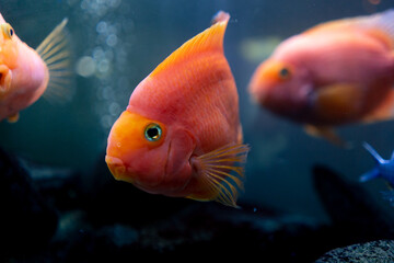 beautiful orange-yellows with puffy cheeks swim in a beautiful blue aquarium