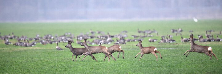 Wettlauf der 5 Rehe im Naturschutzgebiet. Gänse im Hintergrund. Panoramabild