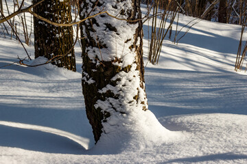 A tree in a winter forest covered with white loose snow, winter forest