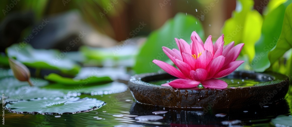 Canvas Prints Beautiful pink flower gracefully floating on serene pond water surface