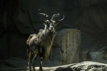 Photo sur Plexiglas Antilope Markhor Capra falconeri in zoo