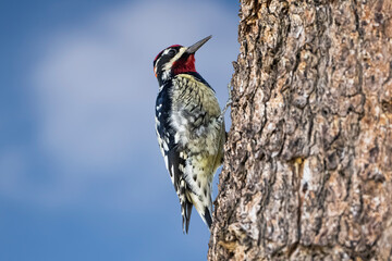 Red-naped Sapsucker (Sphyrapicus nuchalis) Perched Woodpecker - 739387803