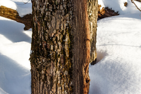 Oak tree in a winter snowy forest, overgrown frost ridge on a tree trunk