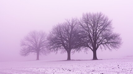 Misty winter scene with three bare trees in a field, portraying calmness and solitude.