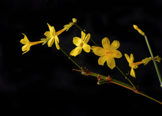 Zarte gelbe Blüten im Februar, Winter-Jasmin (Jasminum nudiflorum) 