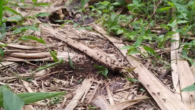 ants colony in the forest