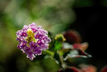 Beautiful purple flower on a green background, close up, macro photography