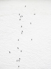 Ants climbing white wall
