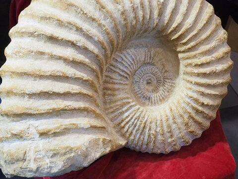 Skamieniałości, amonit