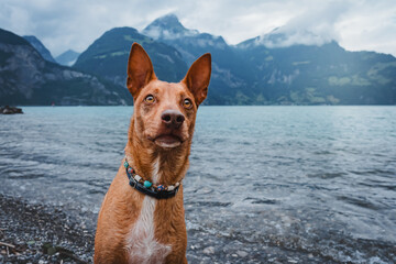 Pocenco Hund im See Schweiz