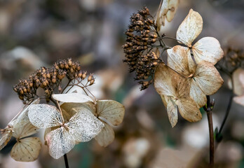 Lacecap hydrangea flower heads as they decay in the winter months. Still very attractive as they decline and wilt away
