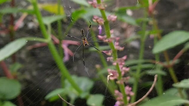 spider on the web