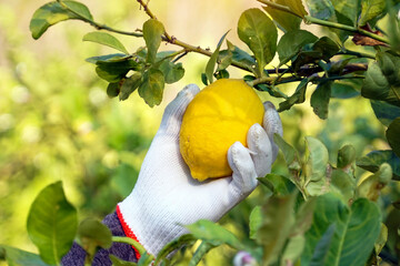 Gardeners pick lemons from trees that are ripe and ready to cut. Ripe lemons have yellow flesh and...