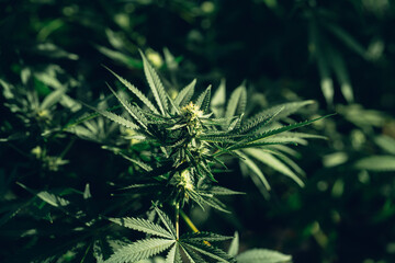 Group organic cannabis leaves on a dark background. Texture of Marijuana leaves of a plant..